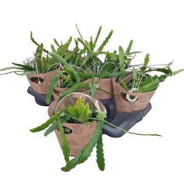 Epiphyllum anguliger