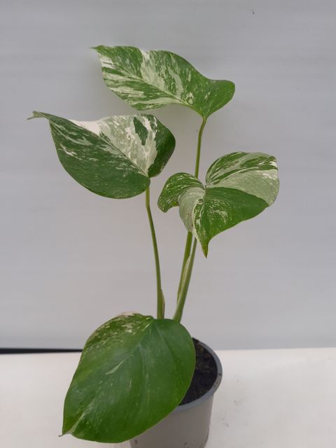 Monstera deliciosa 'Variegata'