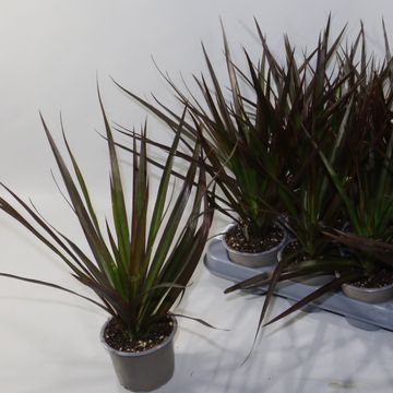 Dracaena marginata 'Magenta'