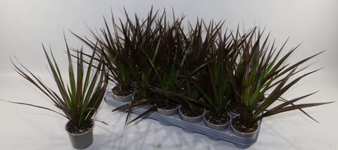 Dracaena marginata 'Magenta'