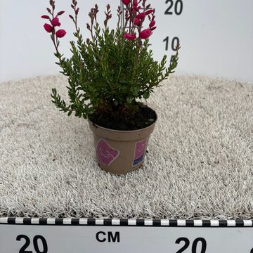 Daboecia cantabrica 'Irish Princess'