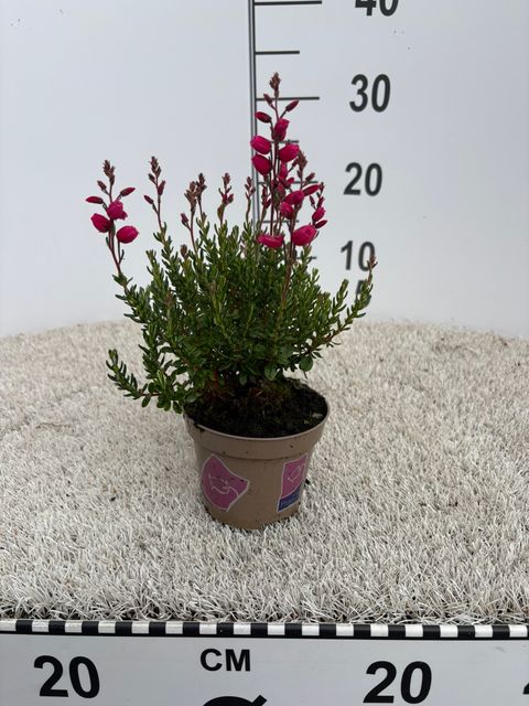Daboecia cantabrica 'Irish Princess'