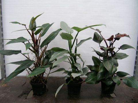 Filodendron MIX
