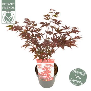 Acer palmatum 'Fireglow'