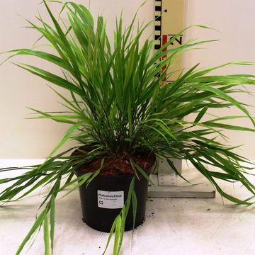 Hakonechloa macra 'Nicolas'