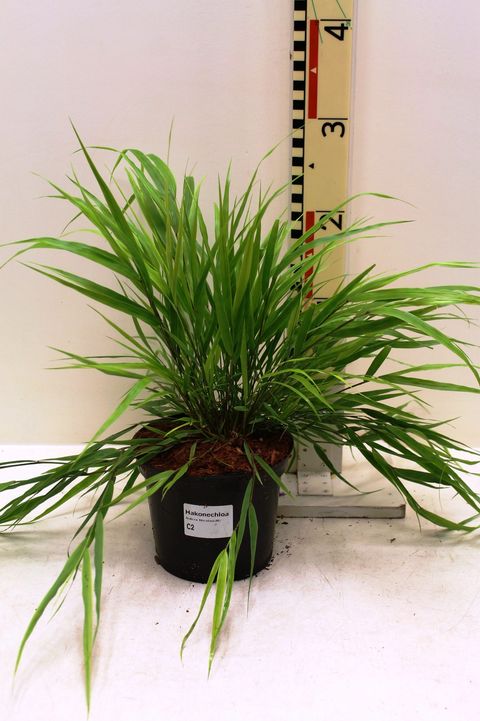 Hakonechloa macra 'Nicolas'