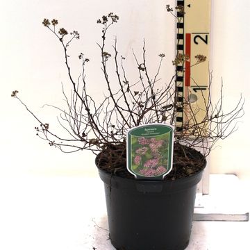 Spiraea japonica 'Golden Princess'