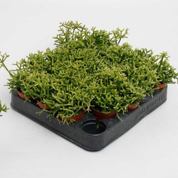 Rhipsalis heteroclada