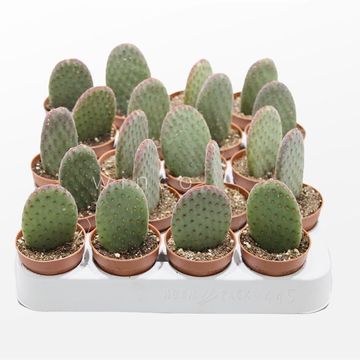 Opuntia microdasys rufida