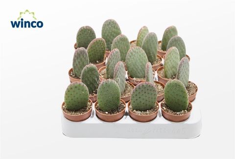 Opuntia microdasys rufida