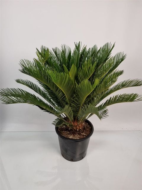 Cycas revoluta