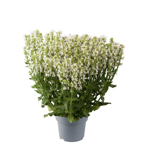 Salvia nemorosa SENSATION WHITE