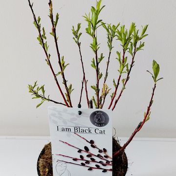Salix gracilistyla 'Melanostachys'