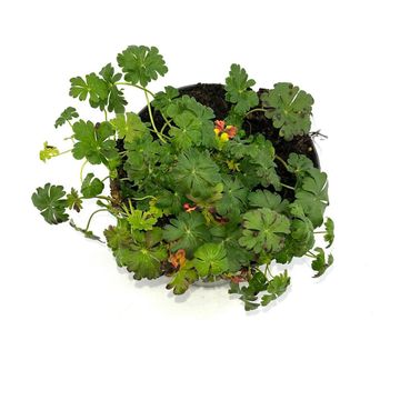 Geranium x cantabrigiense 'St Ola'