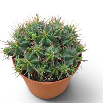 Euphorbia pulvinata