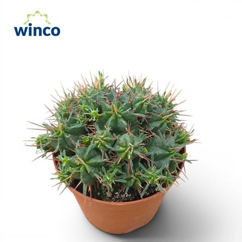 Euphorbia pulvinata