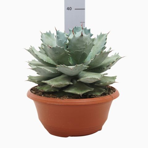 Agave potatorum