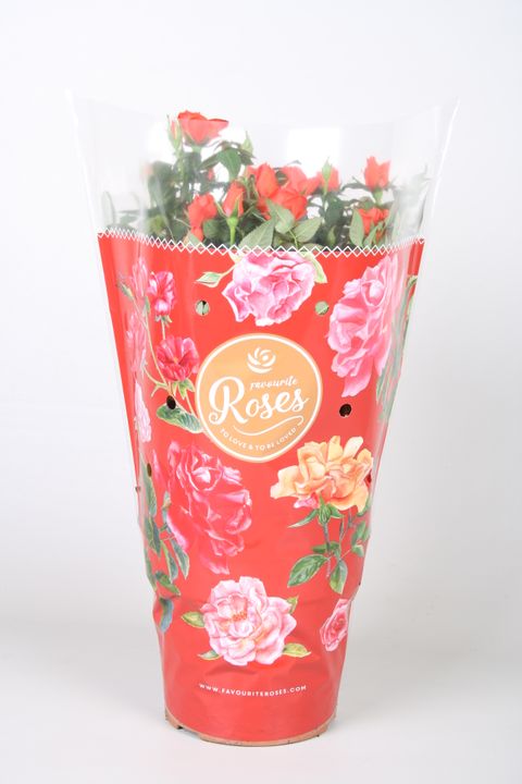 Роза FAVOURITE ROSES ORANGE