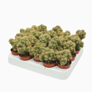 Cereus peruvianus monstrosus