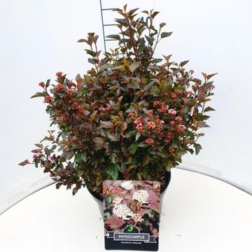 Physocarpus opulifolius LITTLE DEVIL