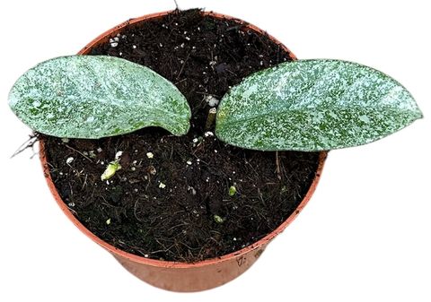 Hoya carnosa 'Grey Ghost'