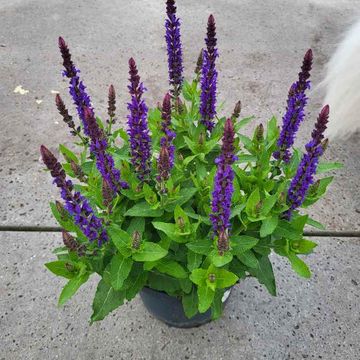 Salvia nemorosa