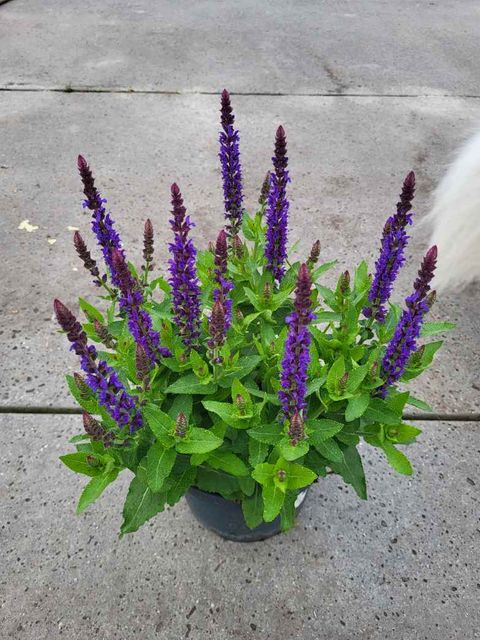 Salvia nemorosa