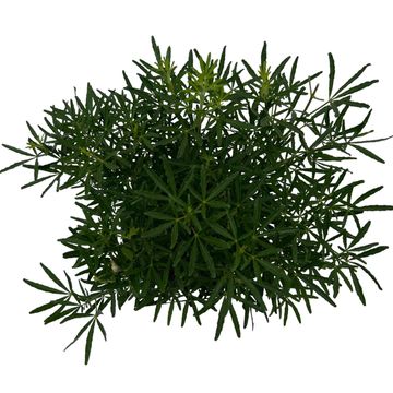 Choisya WHITE DAZZLER