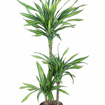 Dracaena fragrans RIKI