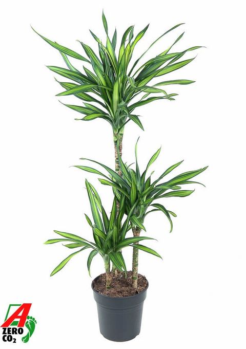 Dracaena fragrans RIKI