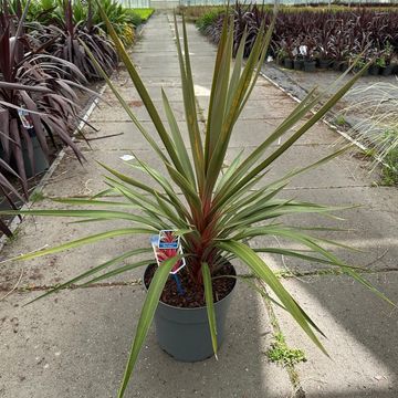 Cordyline australis 'Red Heart'