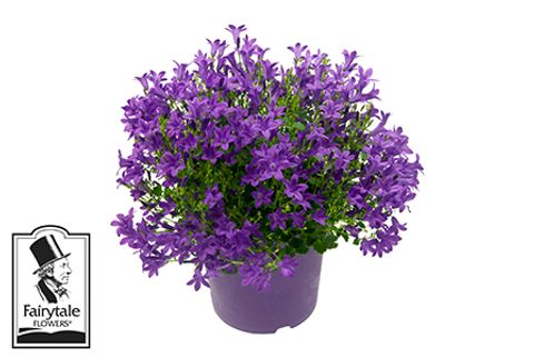 Campanula portenschlagiana BLUE GET MEE