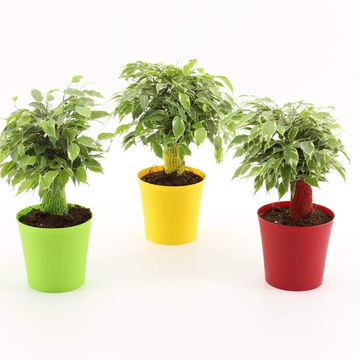 Ficus benjamina KINKY