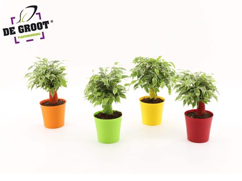 Ficus benjamina KINKY