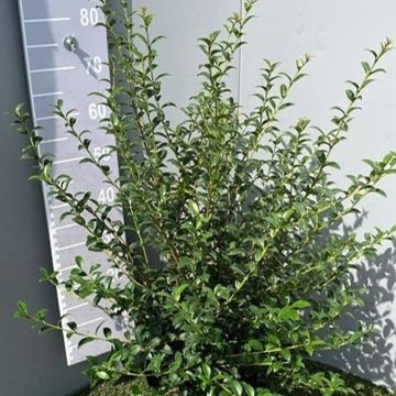 Osmanthus x burkwoodii