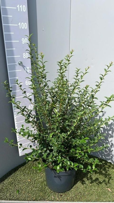 Osmanthus x burkwoodii