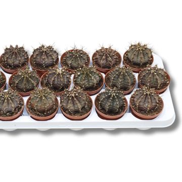 Gymnocalycium friedrichii