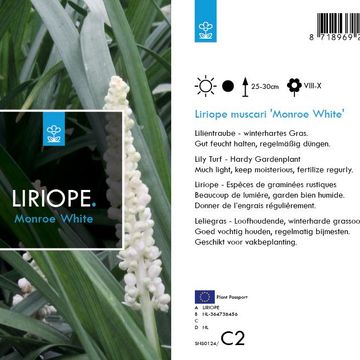 Liriope muscari 'Monroe White'