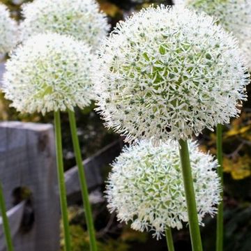 Allium 'White Giant'