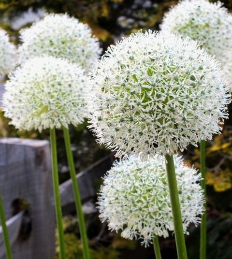 Allium 'White Giant'