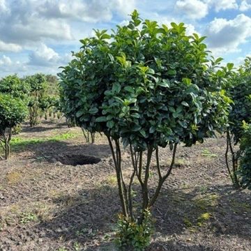 Prunus laurocerasus 'Ani'