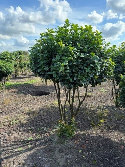 Prunus laurocerasus 'Ani'