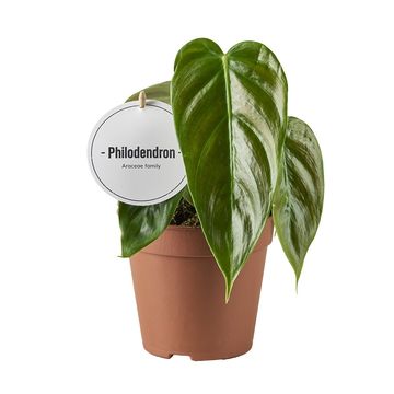 Філодендрон esmeraldense