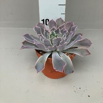 Echeveria 'Neon Breakers'