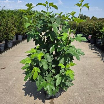 Viburnum opulus 'Roseum'