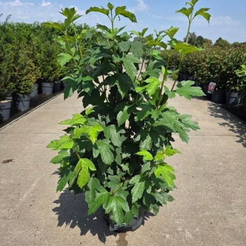 Viburnum opulus 'Roseum'