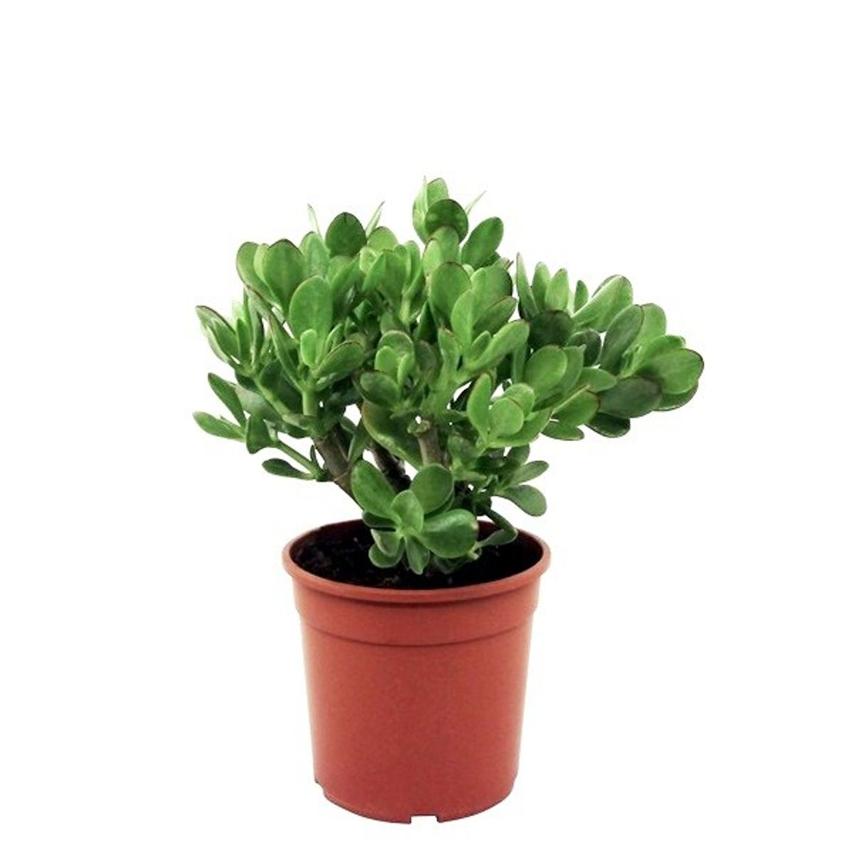 Crassula ovata — Plant Wholesale FlorAccess