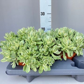 Crassula swaziensis 'Variegata'