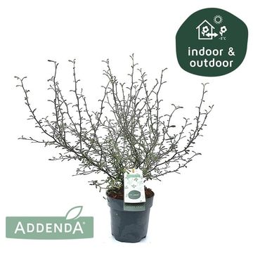 Corokia x virgata MAORI GREEN