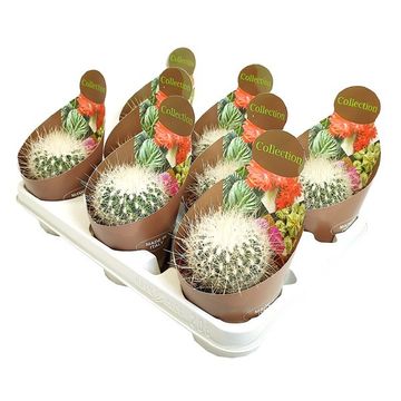 Thelocactus macdowellii